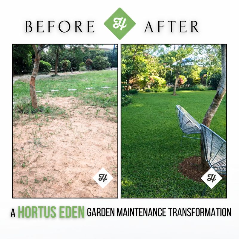 Lawn Before & After Maintenance